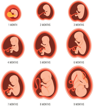 stages of growth for your baby